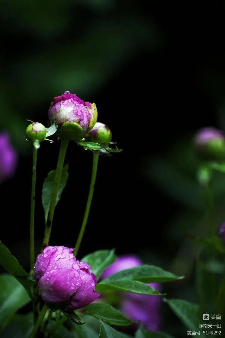 天香牡丹园雨中花朵,雨露滋润花更艳_花儿_雨滴_天一