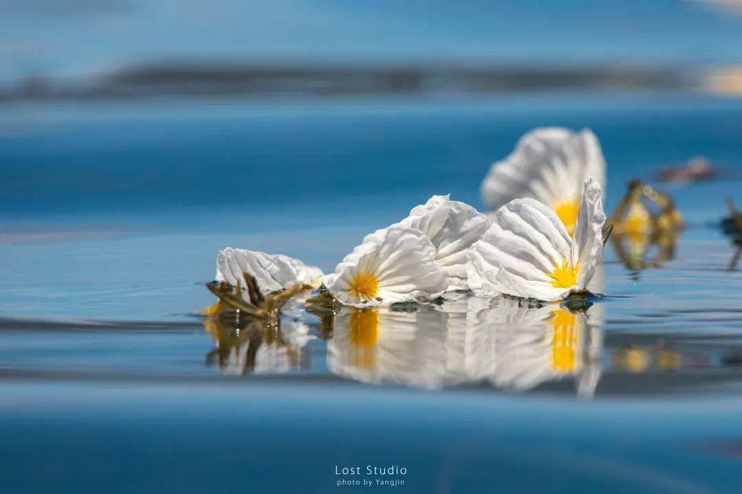 純淨潔白的海藻花即將盛開啦!_瀘沽湖_花海_湖水