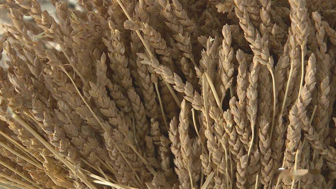 和尚头是生长在寺滩乡旱沙地里的一种无芒小麦品种,不施肥,不打药