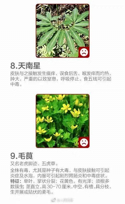 白花菜种子（白花菜种子多少钱一包） 第8张