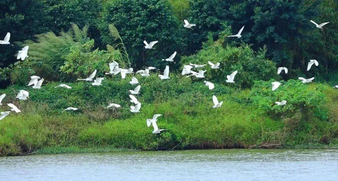 宜亲子游,看鹭鸟佛山禅城绿岛湖湿地公园,是佛山十大最美公园之一,有