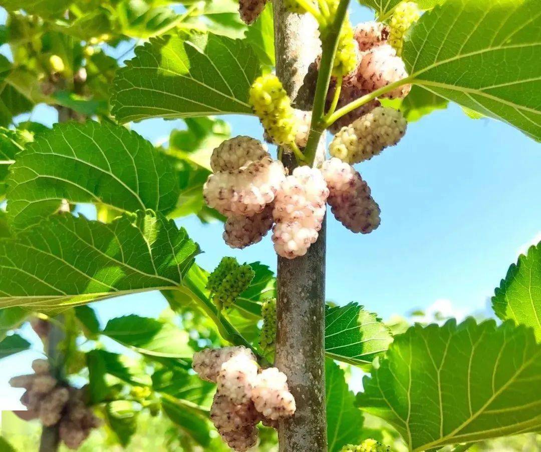桑葚熟了!快来安康这两地采摘!_蚕桑_石泉_文化