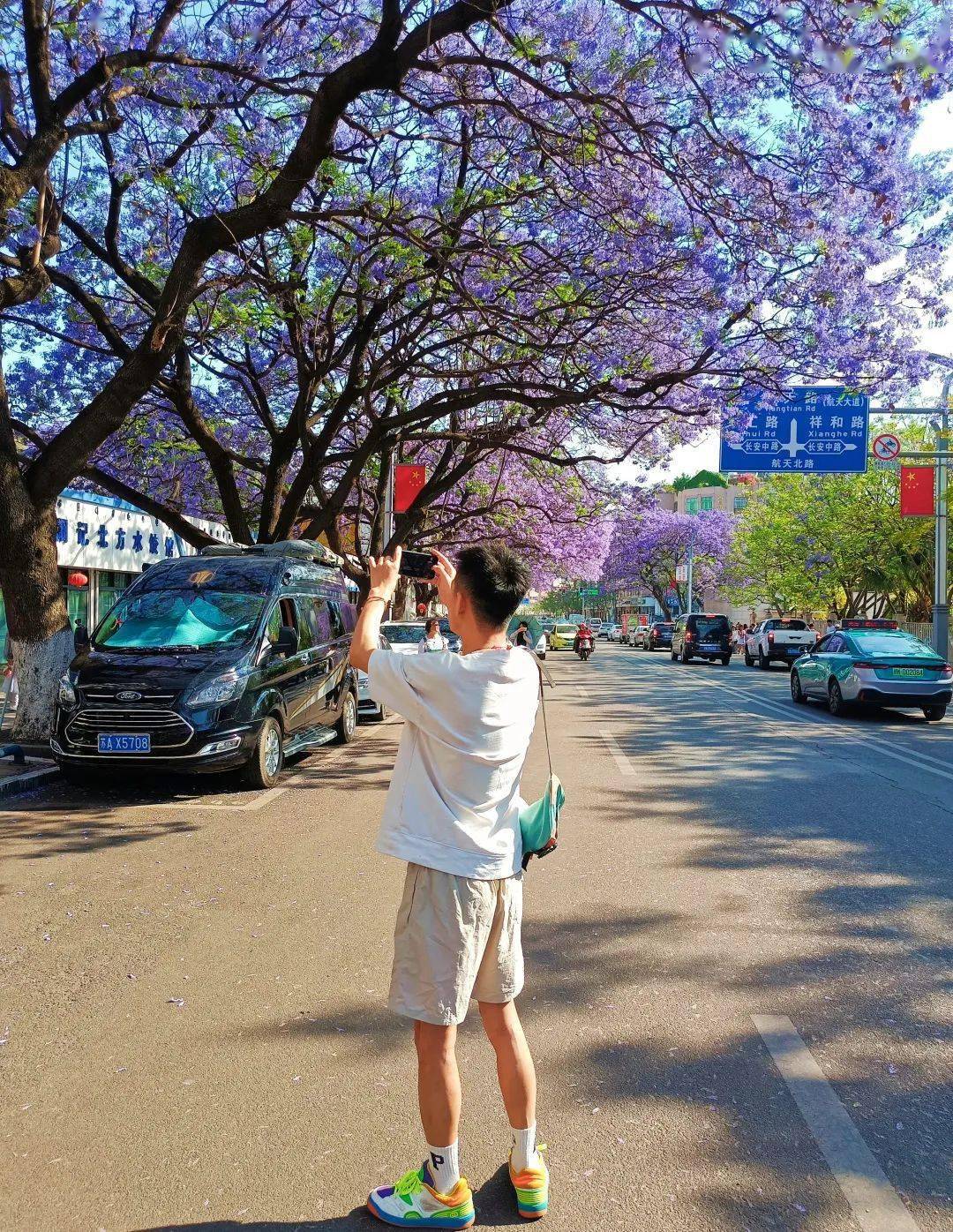 我与西昌蓝花楹合照 第二期来啦