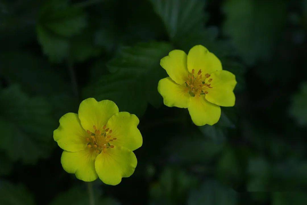 【渠陽百花賞】81:絹毛匍匐委陵菜_公園_校對_曹洪