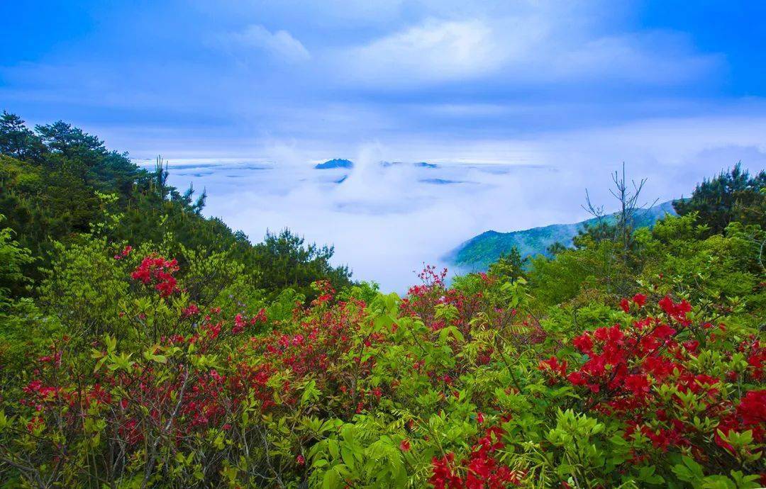 绝美杜鹃花上线!一起来金铙山走"花路"吧_建宁县_视频_全程