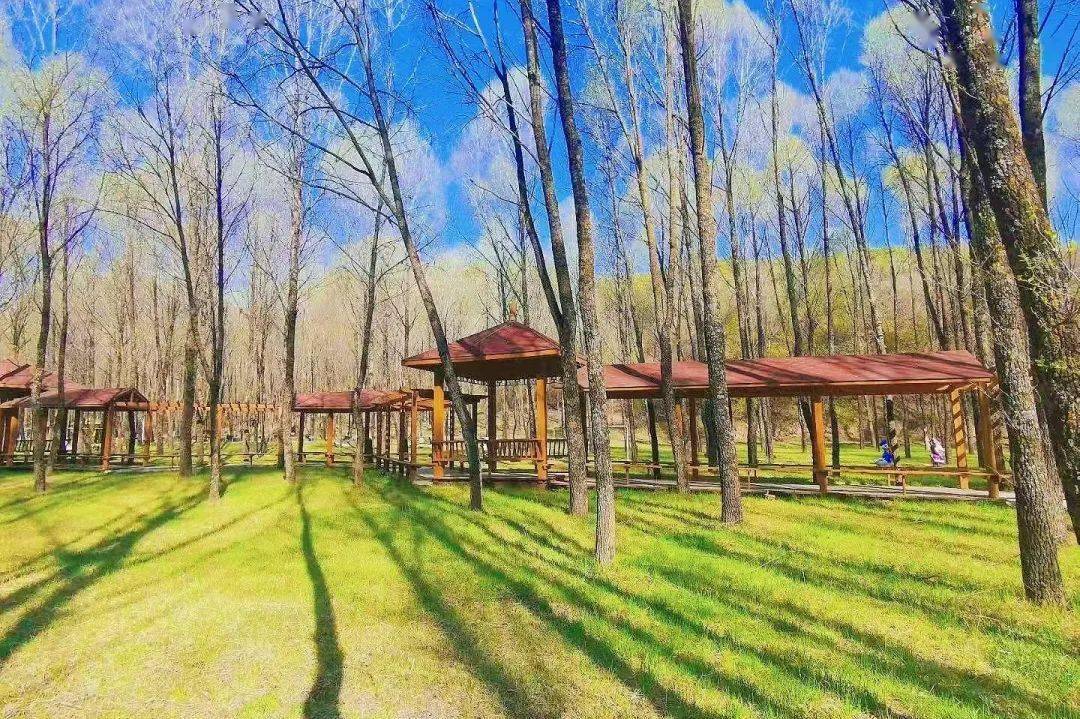 延安劳山国家森林公园被确定为国家4a级旅游景区_全国_动植物_名木