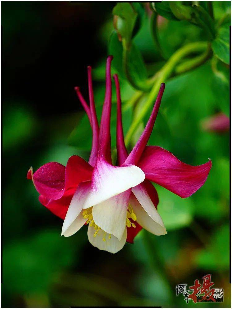 草花亦美:奇异的大花耧斗菜_百花_摄影_风而绽