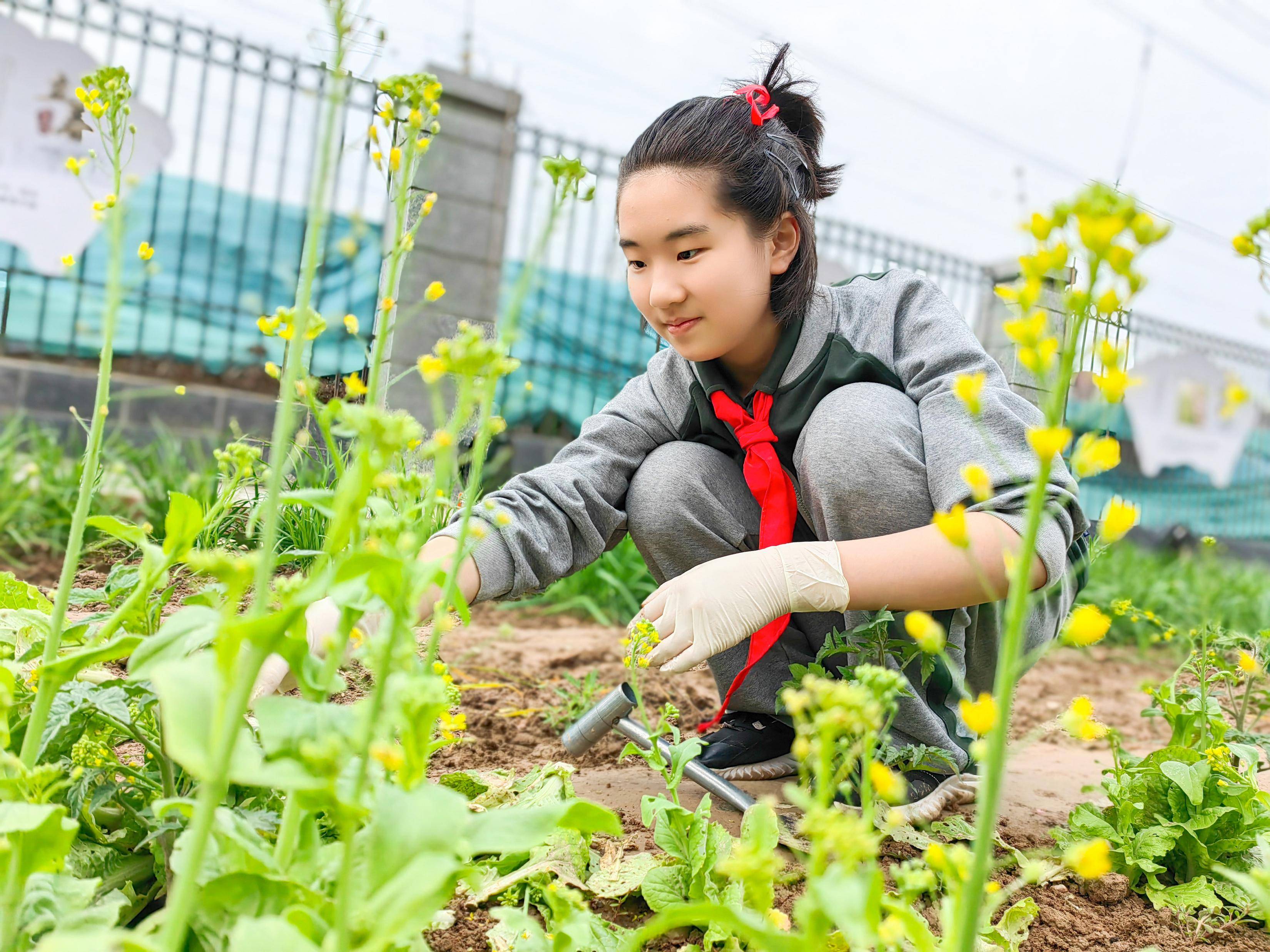 3000平方米,除了校级公共田外,还规划了48块班级试验田,种植农作物56