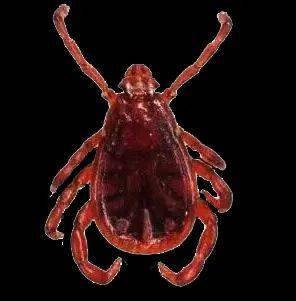 请做好个人防护,谨防蜱虫叮咬!_活动_皮肤_传播