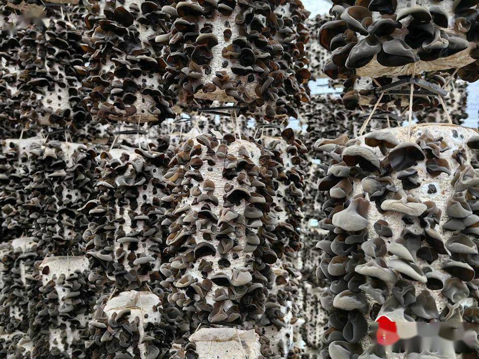 清水县丰望乡60万棒黑木耳丰收采摘_菌棒_产业_村民