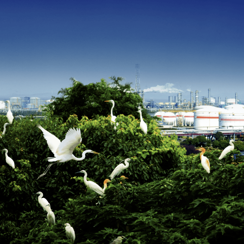 所有人 中国石化品牌,了解一下?_承诺_能源_化工