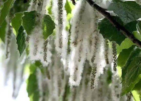 有一种闹心,叫树毛子满天飞_杨絮_科尔沁区_易燃物