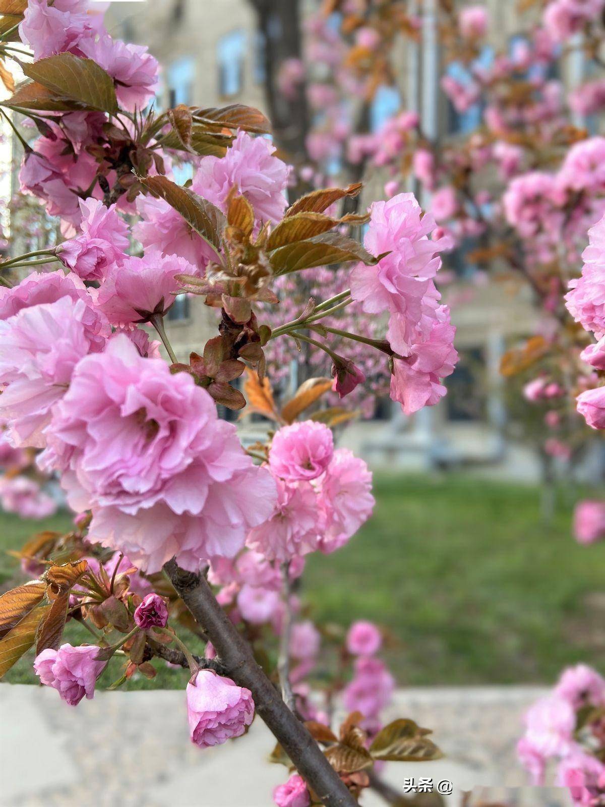沈阳也有很好的樱花了_花瓣_气候_大小