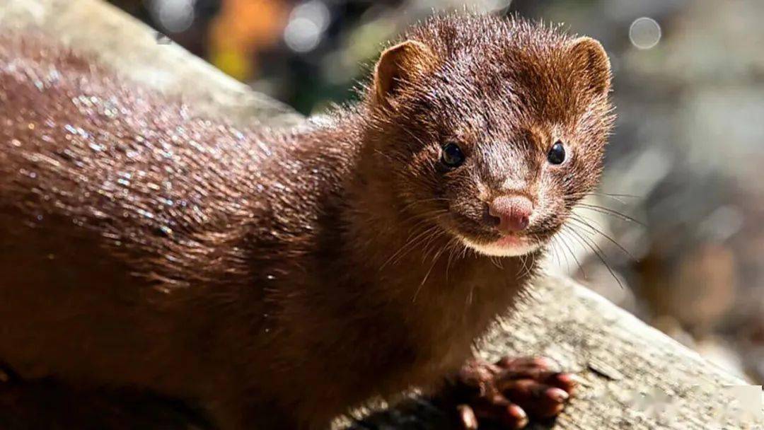 意农场爆发新冠:1,500多只水貂死亡_riviera_评估_法令