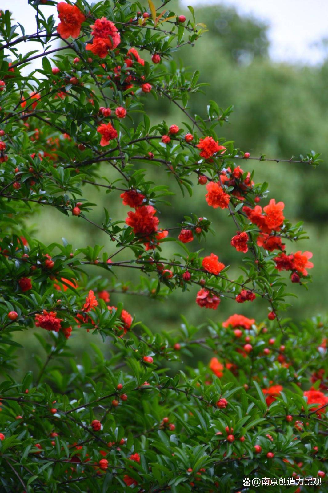 初夏時節綠意濃,小院石榴花開紅似火_民間_鍾馗_味道