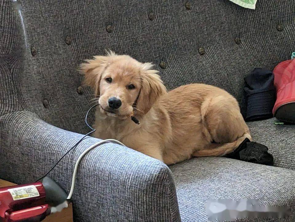 回家就发现小金毛嘴里咬着电线"充电",炸毛模样笑喷~_时候_毛咬_表情