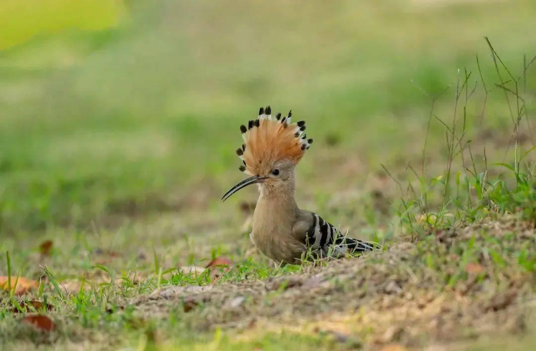 陵水:群众捡到戴胜雏鸟 警民接力共同救助_保护_黑色_白色