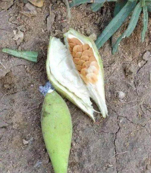 这种草,以前农村女孩吃了会挨打,它对三四十岁女人丰乳效果最好,农村