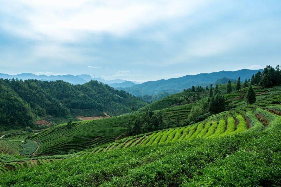 茶香中國 | 武夷名叢——鐵羅漢茶_山水_自然_歷代