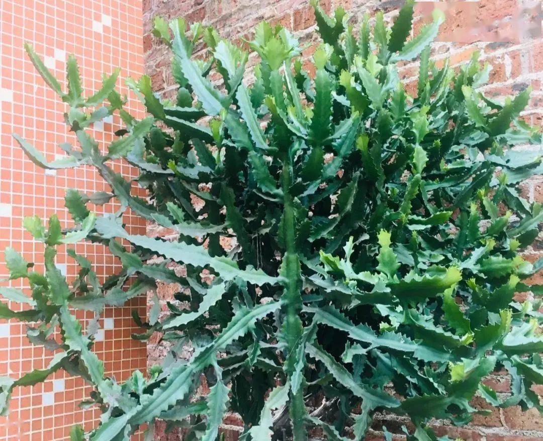 与上面的麒麟掌一样,龙骨花也是属于大戟科的,你别看他外形很像仙人掌