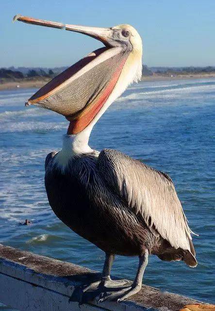 鹈鹕_统称_翼展_种类