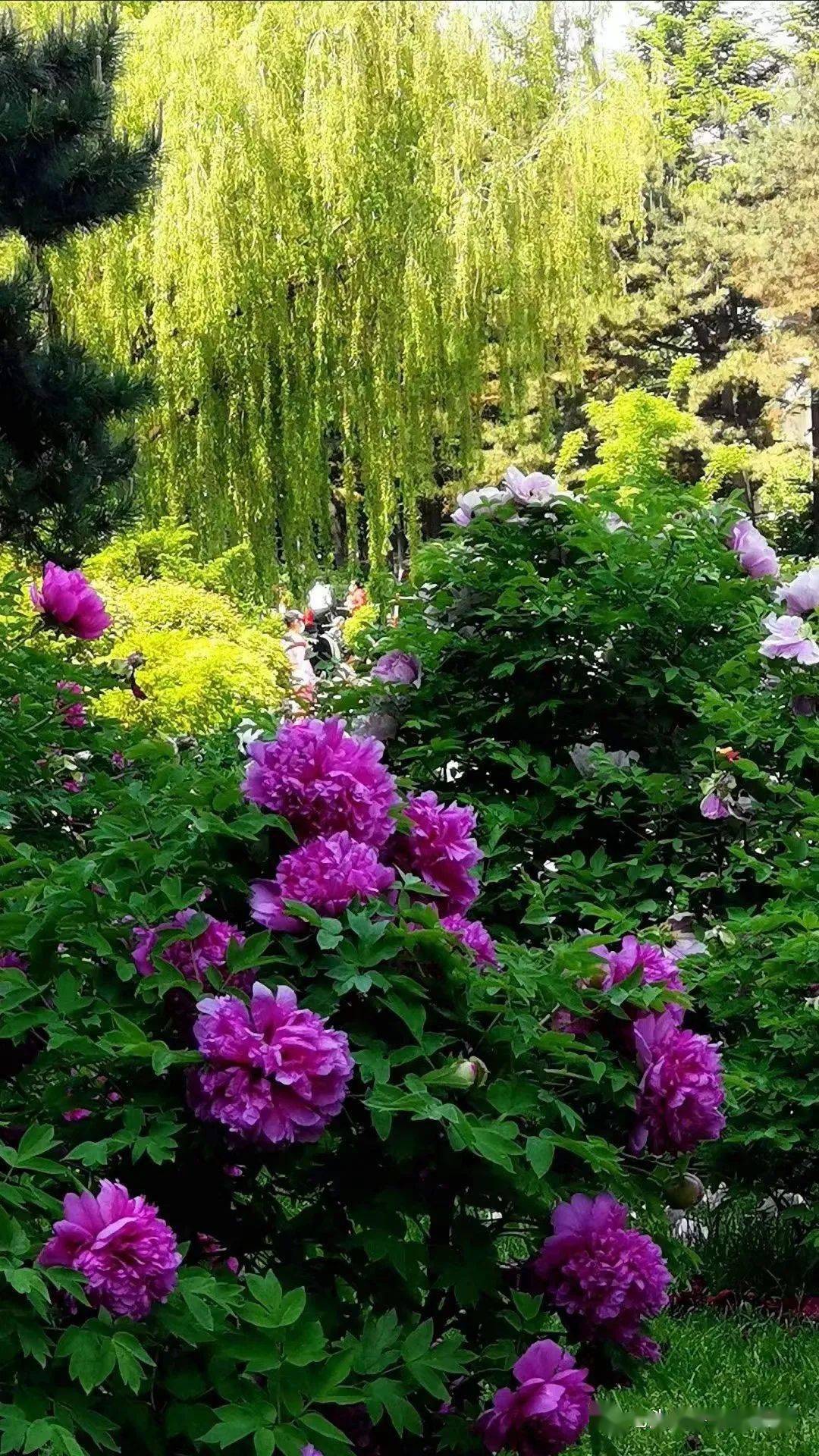 5月20日—21日长春牡丹园 伪满皇宫 长春版的洪崖洞"那有山" 莲花岛
