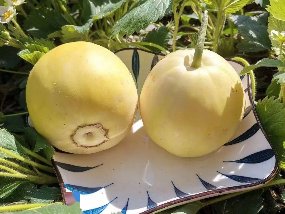 产地食材 ▎小蜜蜂甜瓜,掉进蜜罐般的甜蜜,爽口不齁喉～_生活_艺术_小