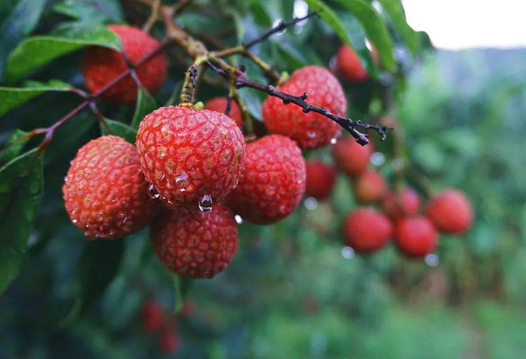 荔枝什么时候成熟季节图片