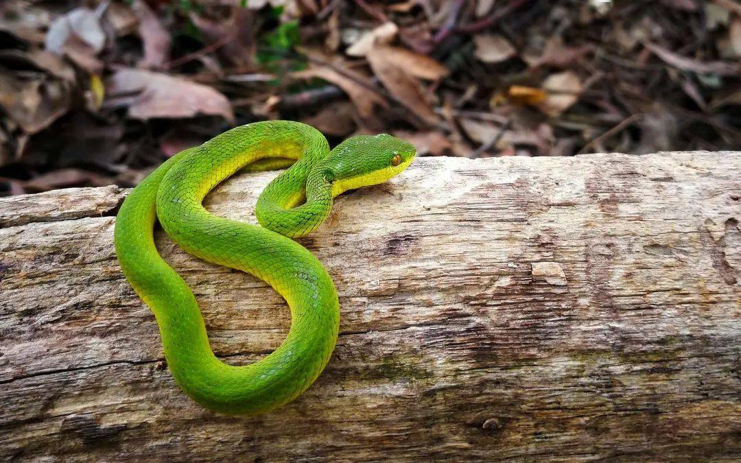 泉州一70岁大爷酒后徒手抓蛇,被咬后才发现是眼镜蛇67!