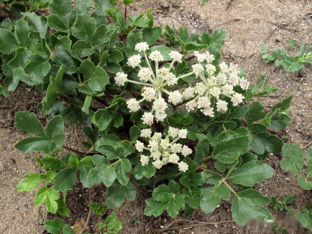救救象山海边珍稀植物——珊瑚菜_地下_植株_花序