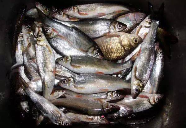 嘴小吃食快且短促有一定的难度,一旦掌握了黄尾鱼的钓法相信你也会