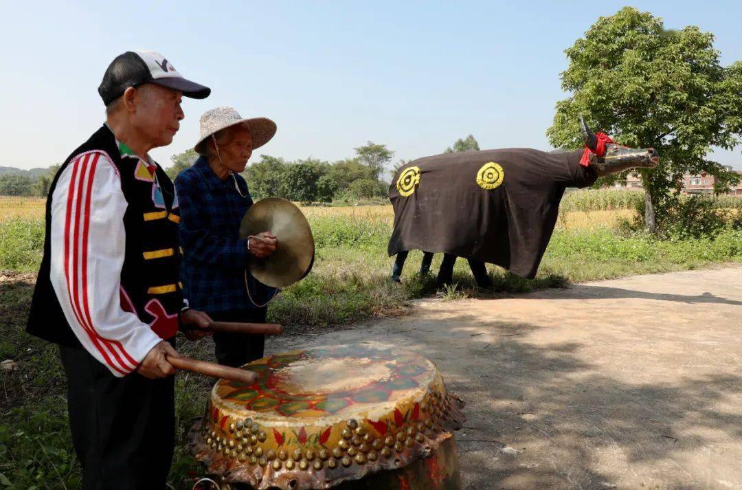 石龙的一颗明珠:"三江舞牛"再上媒体荧幕_表演_桂平市_牛身
