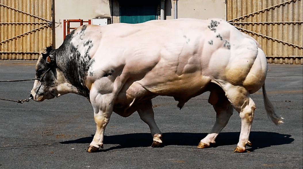 地球上最壮实的牛,体重高达3吨,你可能早就吃过它!