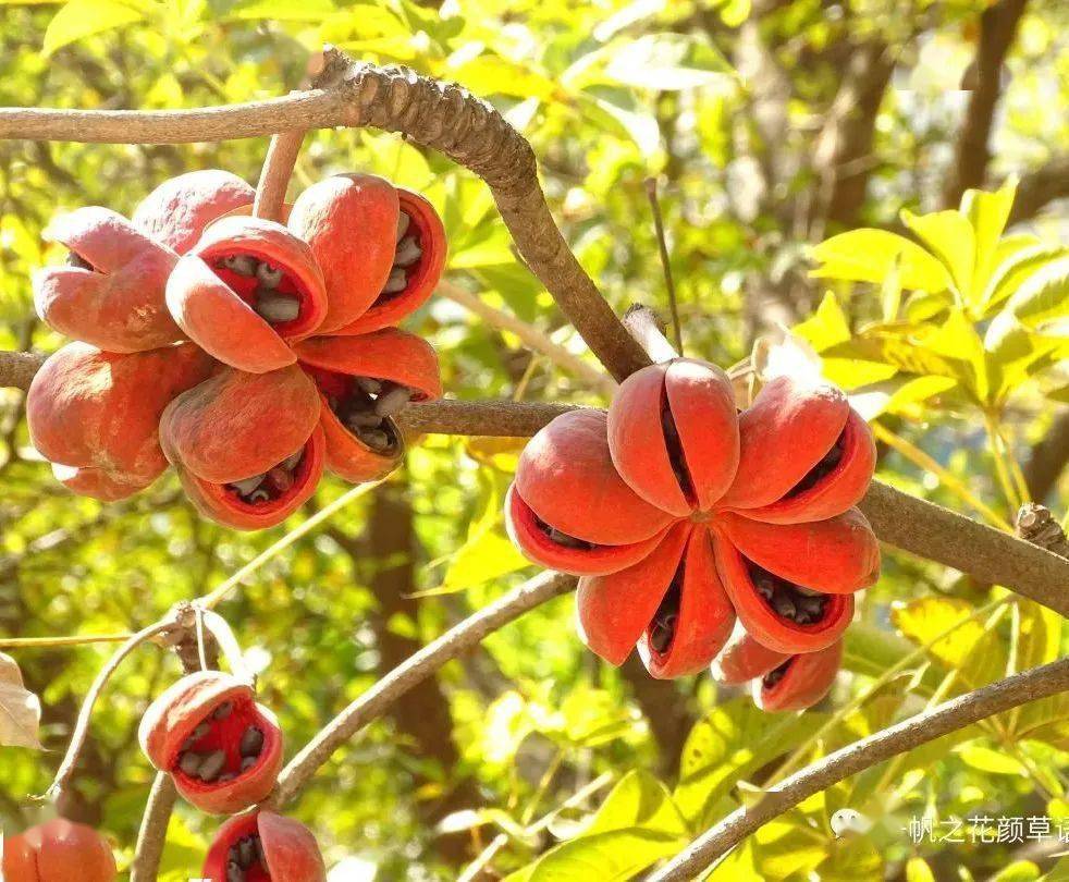 大自然】第258期:香苹婆_味道_顶端_臭味