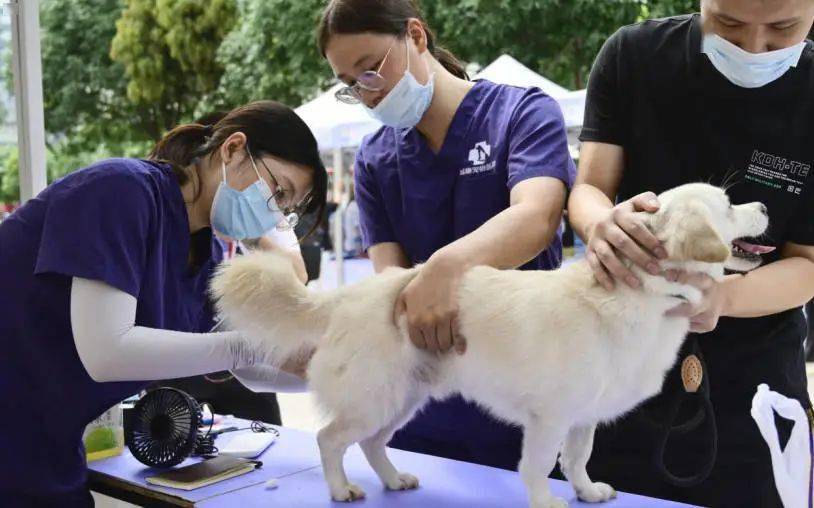 佛山市犬类服务协会将派出专业训犬师,在游戏互动环节中教你实用
