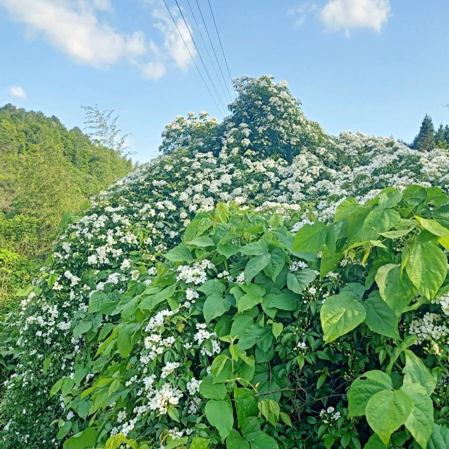 历史回顾：回顾英超的标志性时刻，重温那些令人难忘的冠军争夺和经典比赛。