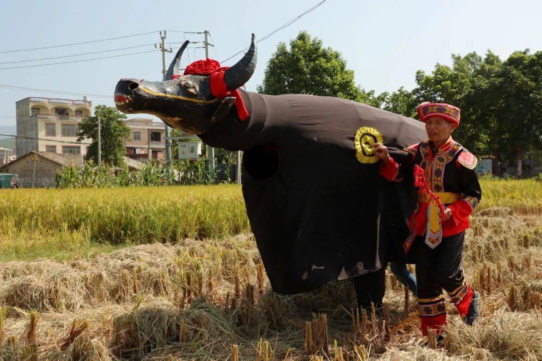 石龙的一颗明珠:"三江舞牛"再上媒体荧幕_表演_桂平市_牛身