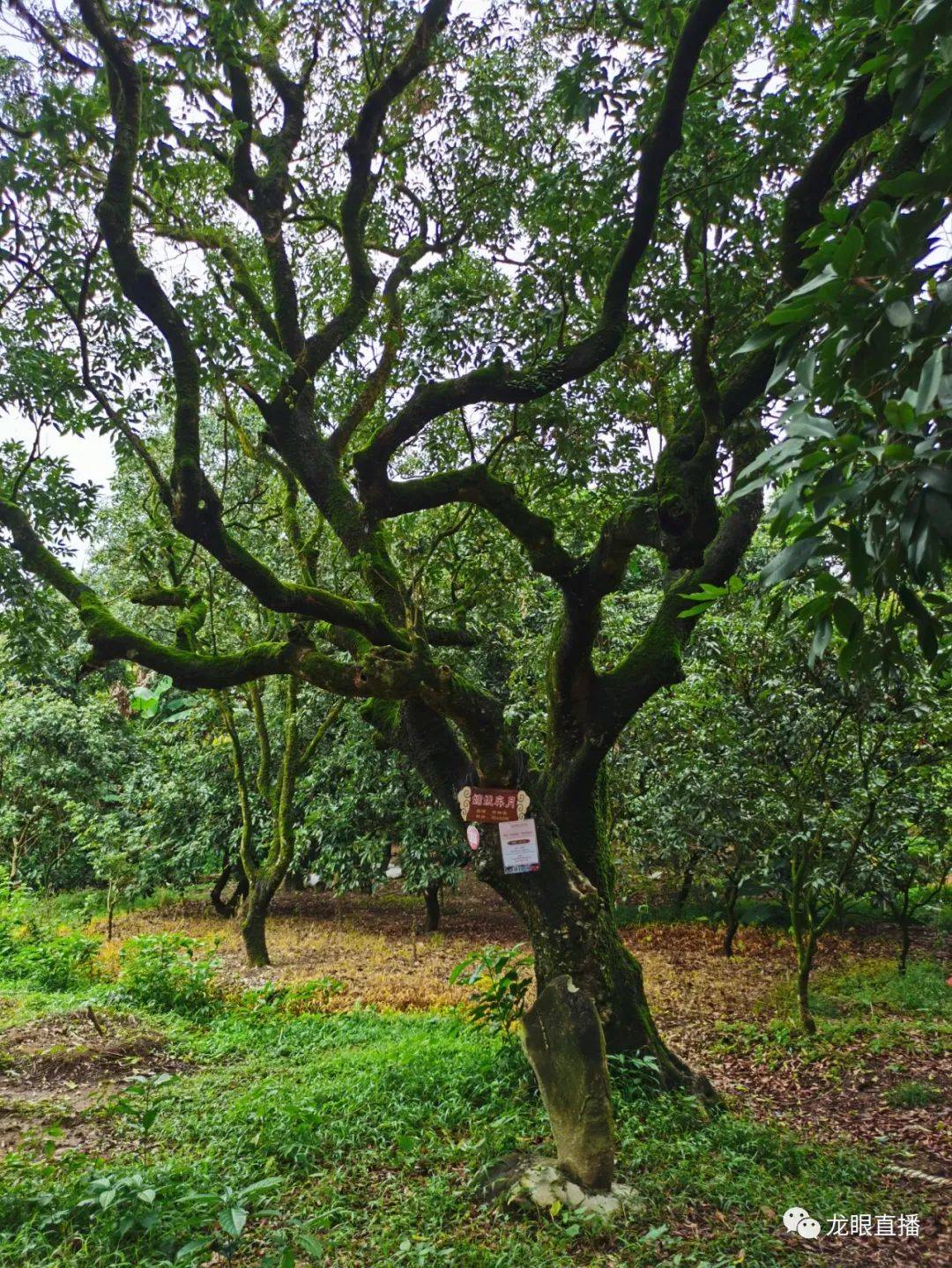 高州市根子镇如今有棵荔枝树定制活动开展2023我在"中国荔乡"高州市根