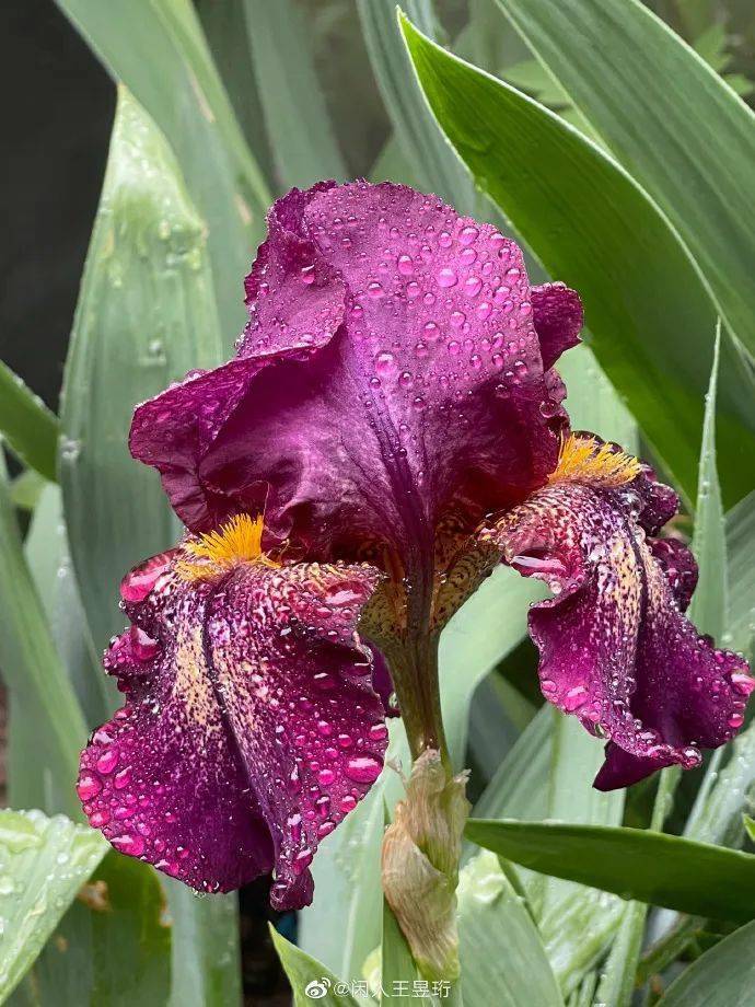 躲得过宋仲基,躲不过王昱珩,43岁清美学霸水哥把家设计成博物馆,秀8块