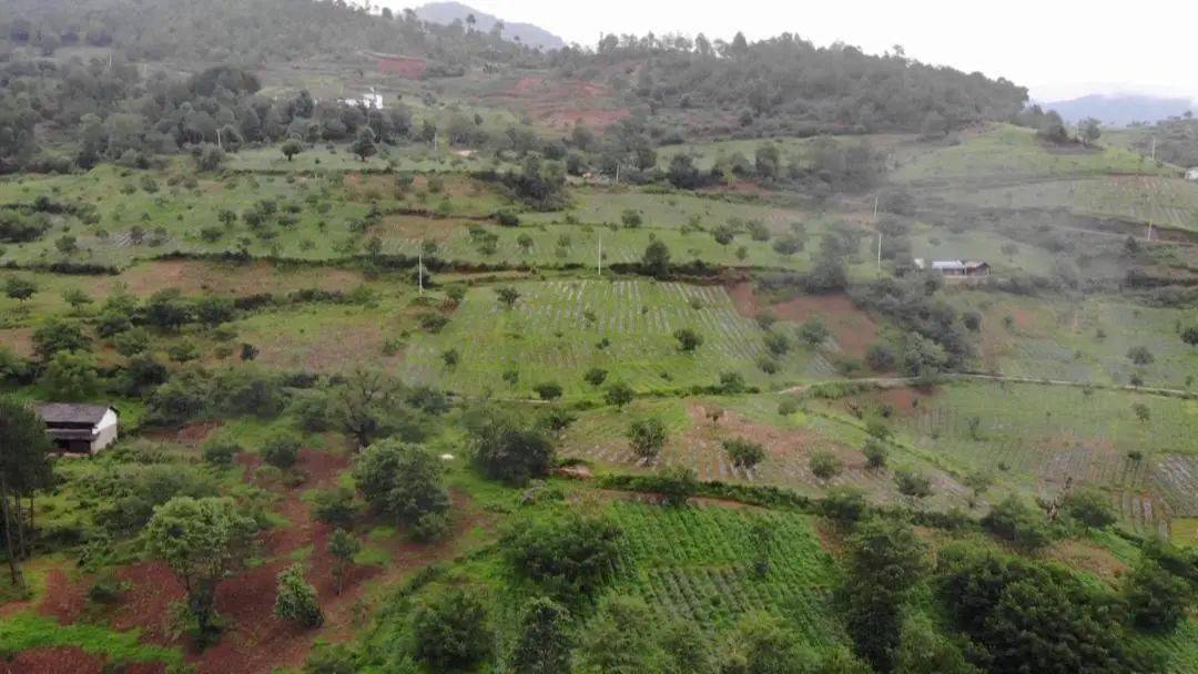 漾濞富恒乡:"国冶"倾情帮扶 "长寿"华丽蝶变_长寿村_发展_村民