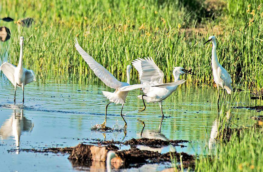 天津静海:草长莺飞鸟嬉戏 擦亮团泊湖靓丽名片_鸟类_自然保护区_巡查