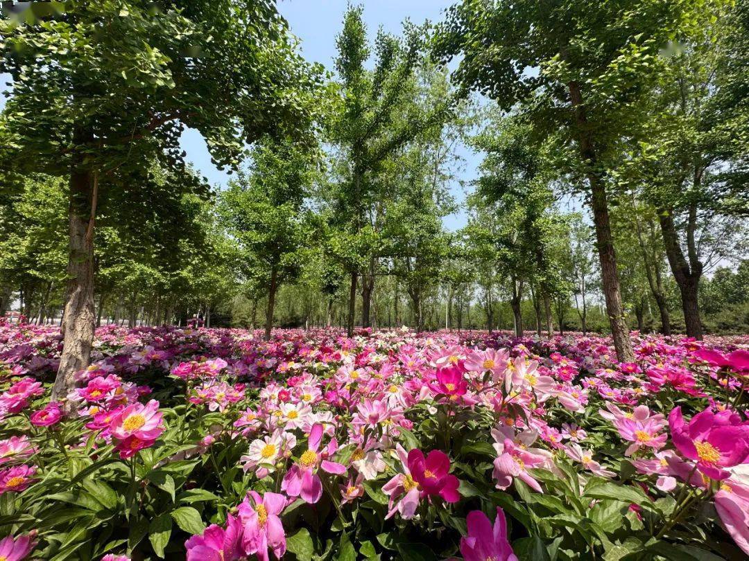 房山看花的地方图片