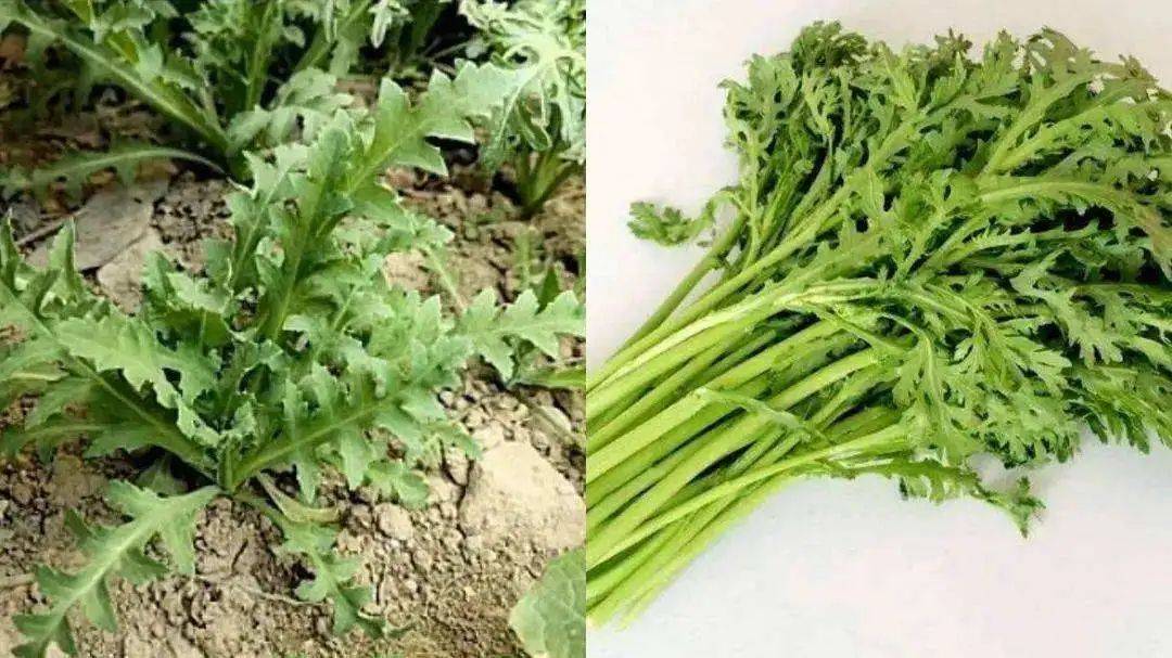 罂粟_种植_毒品