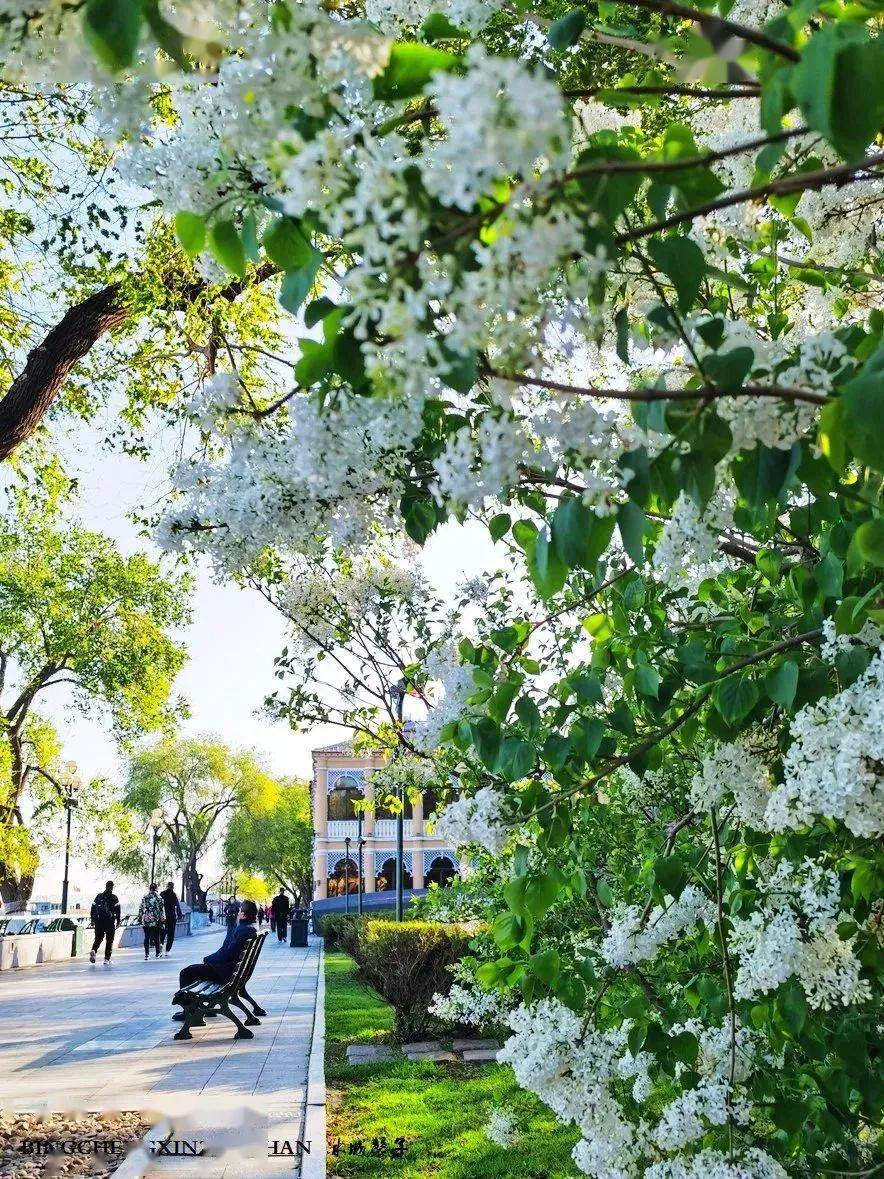 龙江美景 | 五月的哈尔滨,散发着香味的浪漫之城_丁香花_冰城_丁香树