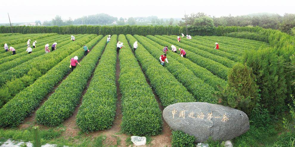 五莲县的茶叶种植由点到面逐步发展,星星之火终成燎原之势——— 日照