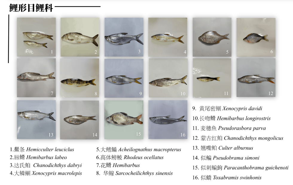 银鲫,金鱼,黄尾密鲴,大鳞鲴,唇47(huá),花47,长吻47,似刺鳊鮨