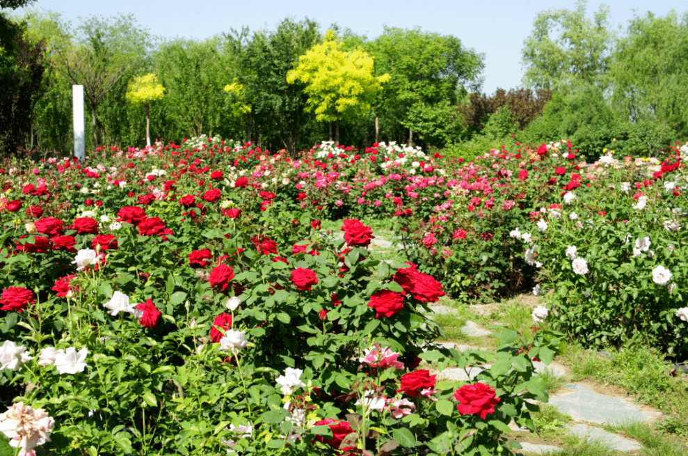 北京月季花海惊艳上线!4500亩的浪漫,繁花似锦,美爆了!