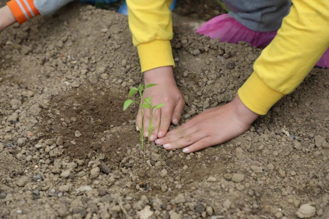 随着同学们松土,锄地, 一颗颗新的葫芦种子正在以饱满的姿态迎接新的
