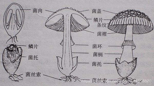 蘑菇菌褶横切面轮廓图图片