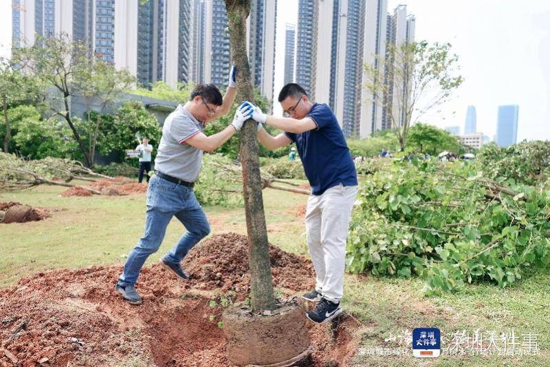 未来五年深圳将增种补植各类树木100万株完美电竞(图3)